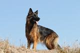 BERGER ALLEMAND 048